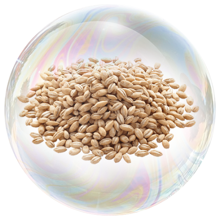 Barley grain (Hordeum vulgare) **